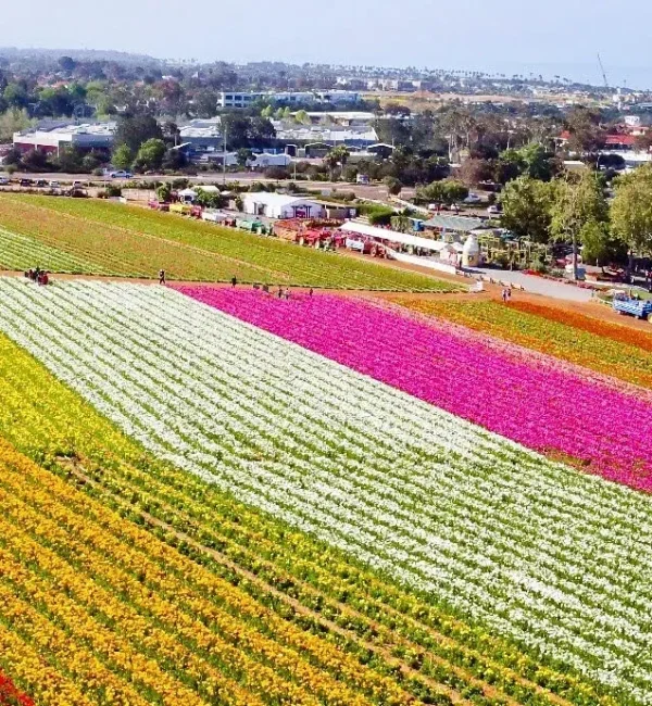 The Flower Fields Carlsbad blooming ranunculus